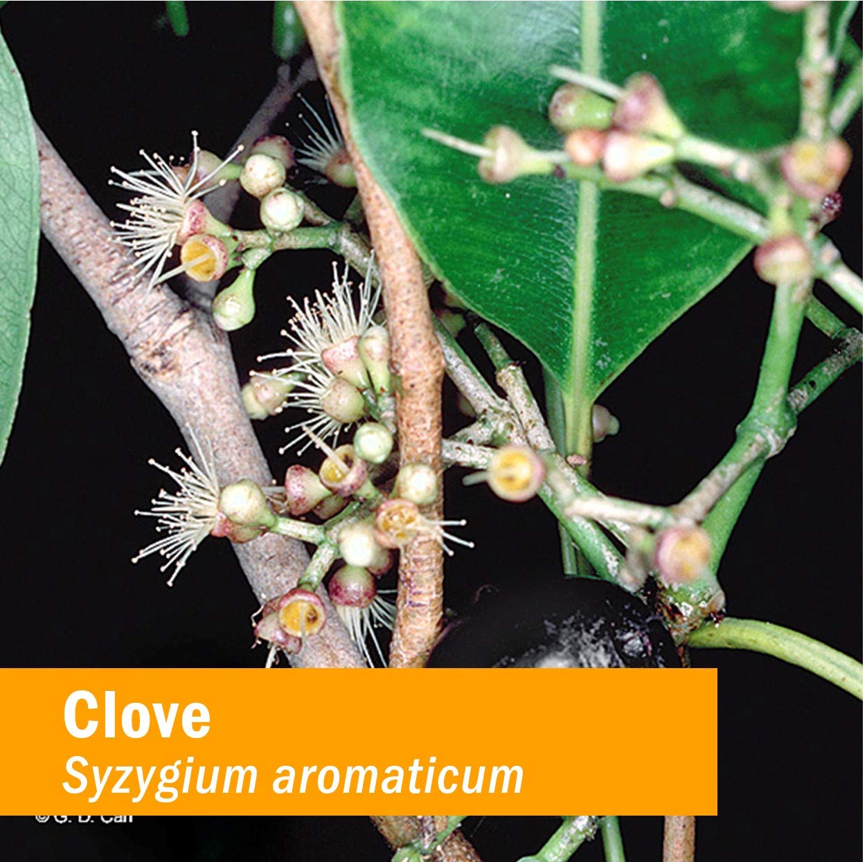 Cloves