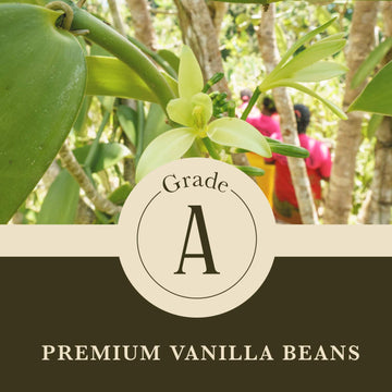 COOKS Organic Madagascar Whole Vanilla Beans, Grade A, 16 oz (1 lb) for Baking & Extract