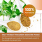 Tempoak Roasted Fenugreek Seeds Tea Bags - 60 Bags, 6.4 Oz, 100% Pure, Caffeine Free, Non-GMO, No Additives, Herbal Tea