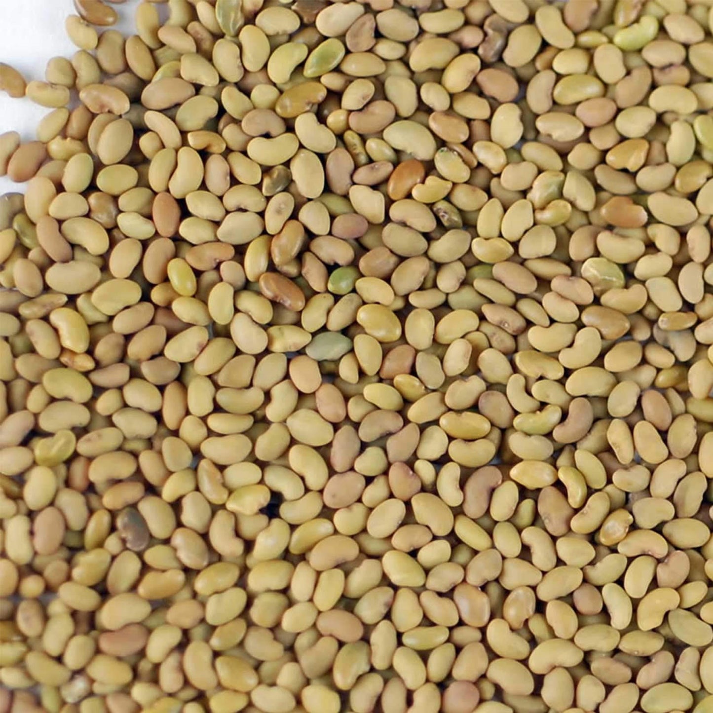 Handy Pantry Organic Alfalfa Seeds For Sprouting 1 Lb - Seed For Alfalfa Sprouts, Alfalfa Seeds Microgreens Sprouting Seeds And Sprout Seeds