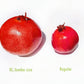 Kejora Fresh Jumbo Pomegranate Set Of 3 - Xl Size