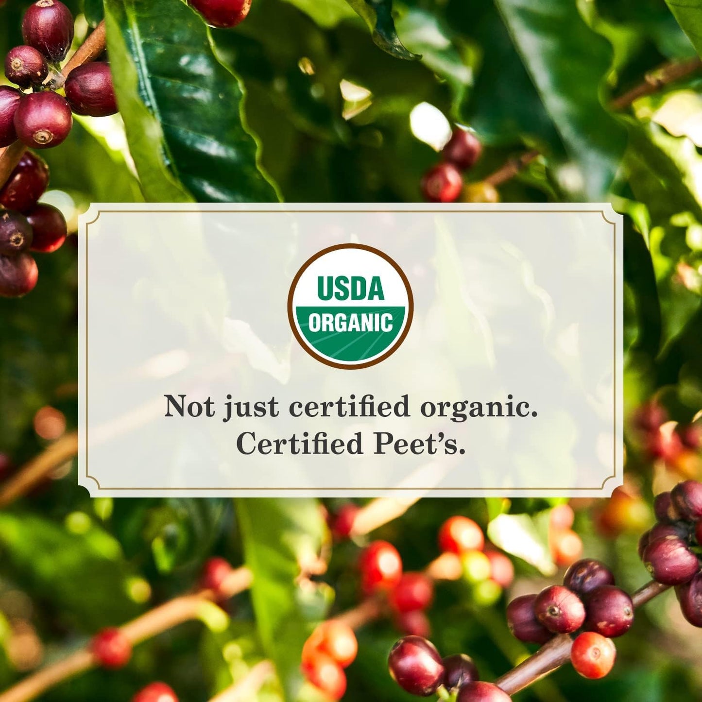 Peets Coffee Dark Roast Ground Coffee | USDA Organic | French Roast | 36 Ounces | 2 Bags