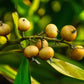 Food To Live Whole Nutmeg, 16 Pounds – Aromatic Spice, Pure. Warm, Nutty Flavor. Rich In Antioxidants, Essential Oils. Perfect For Spice Blends. Pairs Well With Sweet, Savory Dishes, And Hot Beverages