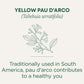 Traditional Medicinals Yellow Pau dArco Tea, Everyday Wellness, 96 Tea Bags, Pack of 6, Model 100510