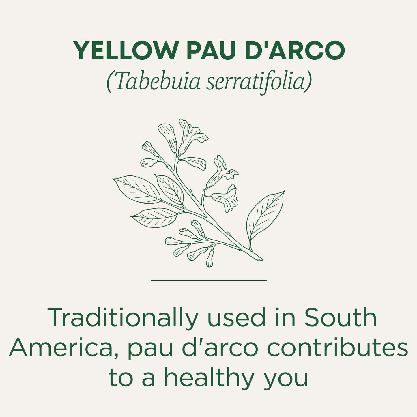 Traditional Medicinals Yellow Pau dArco Tea, Everyday Wellness, 96 Tea Bags, Pack of 6, Model 100510