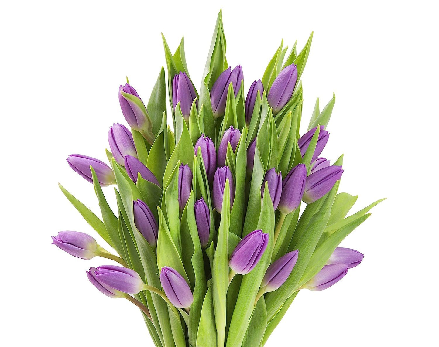 Kabloom Flowers -Valentine'S Day Collection - 20 Purple Tulips Without Vase, Gift For Birthday, Sympathy, Anniversary, Get Well,