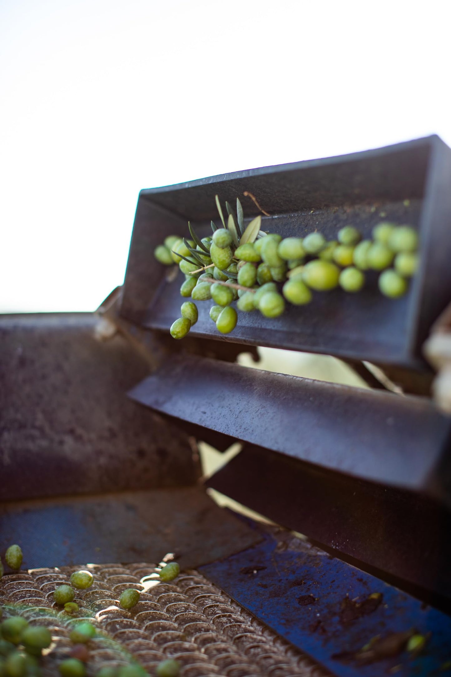Cobram Estates - Evoo Ca Essentials Robust - Case of 6 - 12.7 FZ (6x12.7 FZ)