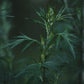 Naturegrail Mugwort Tea - Dried Artemisia Vulgaris Herb - 1.23 oz - Mugwort Herb