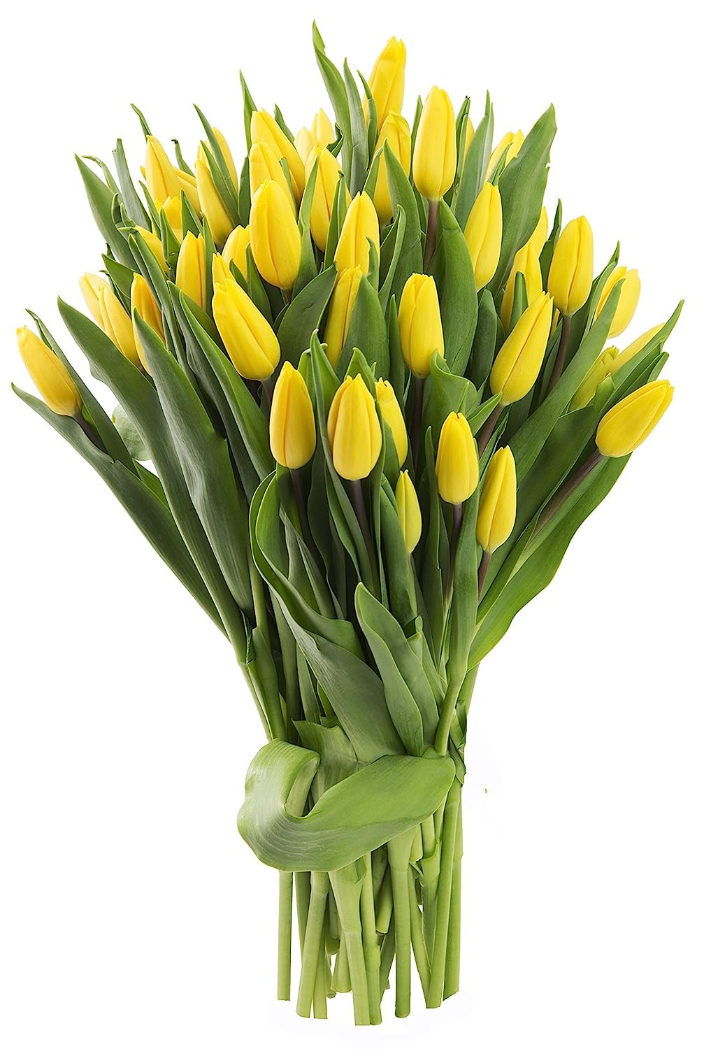 KaBloom Flowers -Valentine's Day Collection - 30 Yellow Tulips, Gift for Birthday, Sympathy, Anniversary, Get Well, Thank You, V