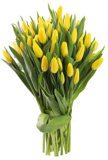 KaBloom Flowers -Valentine's Day Collection - 30 Yellow Tulips, Gift for Birthday, Sympathy, Anniversary, Get Well, Thank You, V