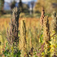 Food To Live Organic Black Quinoa, 20 Pounds - Non-Gmo, Whole Grain, Sproutable, Kosher, Vegan, Sirtfood. Easy To Cook. Good Sou