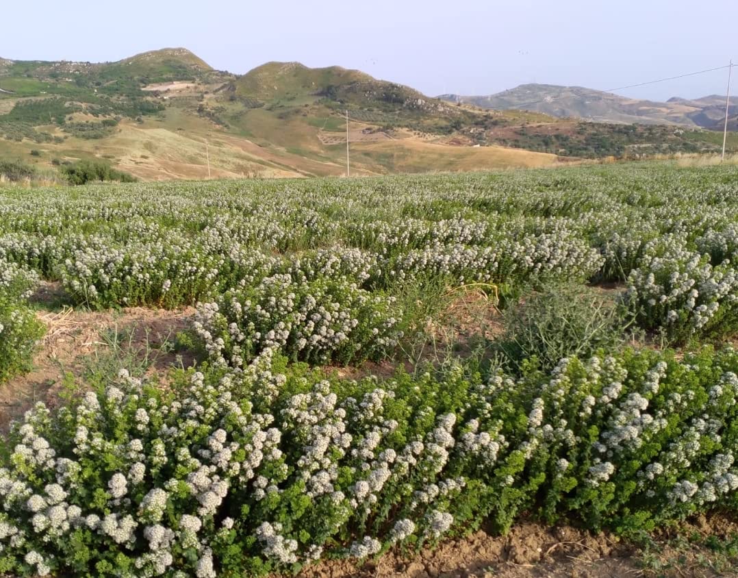 Generic Sicilian Oregano - Green Herbal Spice - 1 Count (Pack of 1)