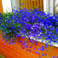 Graffiti GRDN Multicolor Lobelia Seed Mix - 1000+ Non-GMO Seeds