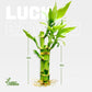 3 Stalks Lucky Bamboo Plants Indoor Live - Multi-Height Set (2X4 & 1X6) For Good Luck & Prosperity - Easy Care Houseplant, Home Office Decor Gift Ready