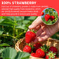 Strawberry Powder, 5.64Oz/160G Freeze Dried Strawberry Powder, No Sugar & Additives, 100% Natural, Freeze Dried Fruit Powd-Er Fo