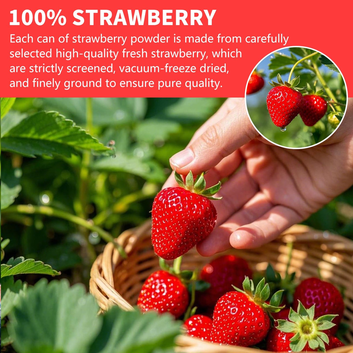 Strawberry Powder, 5.64Oz/160G Freeze Dried Strawberry Powder, No Sugar & Additives, 100% Natural, Freeze Dried Fruit Powd-Er Fo