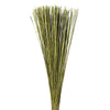 Vickerman 30 Basil Marsh Reed Bundle Tied with Rafia, 10 oz, Dried