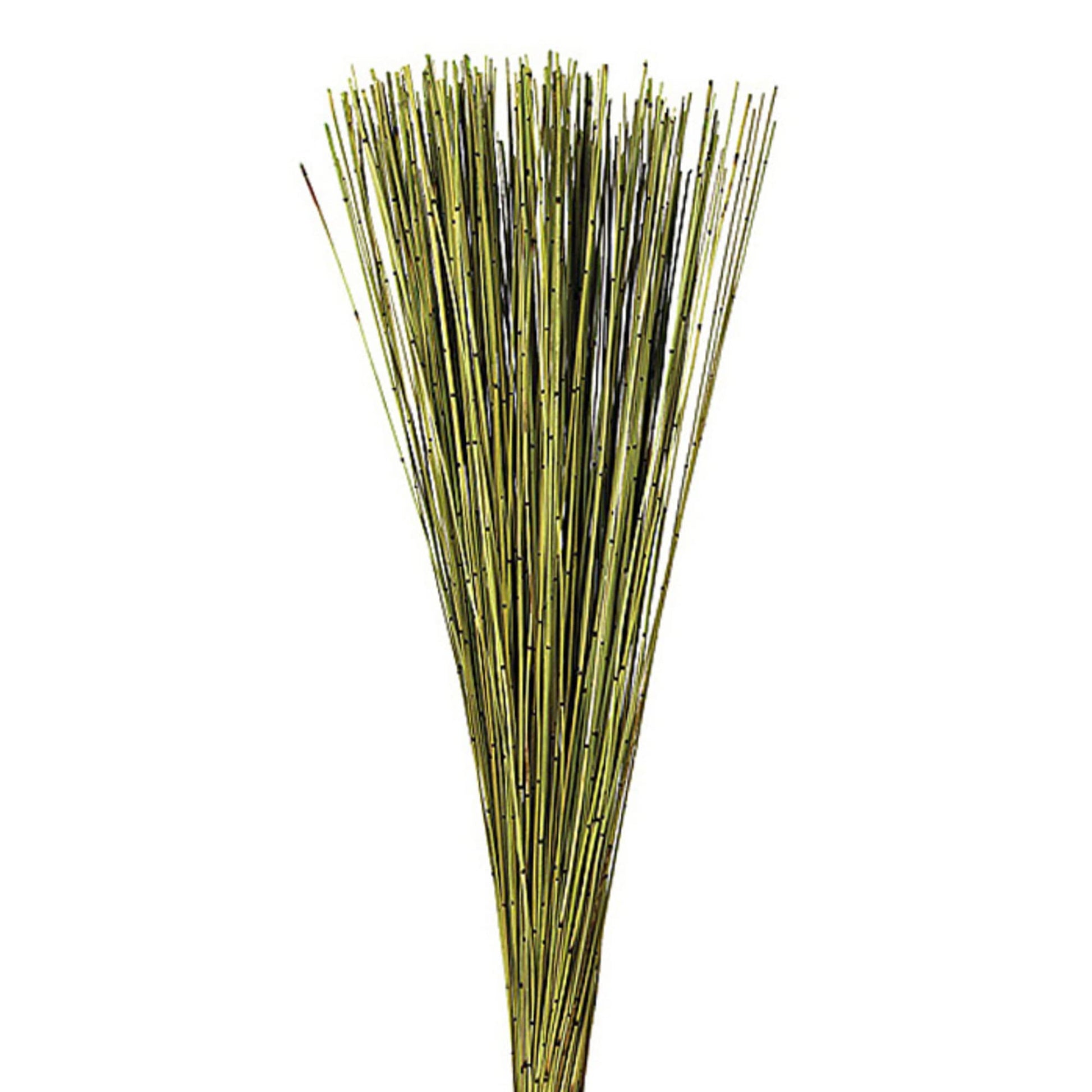 Vickerman 30 Basil Marsh Reed Bundle Tied with Rafia, 10 oz, Dried