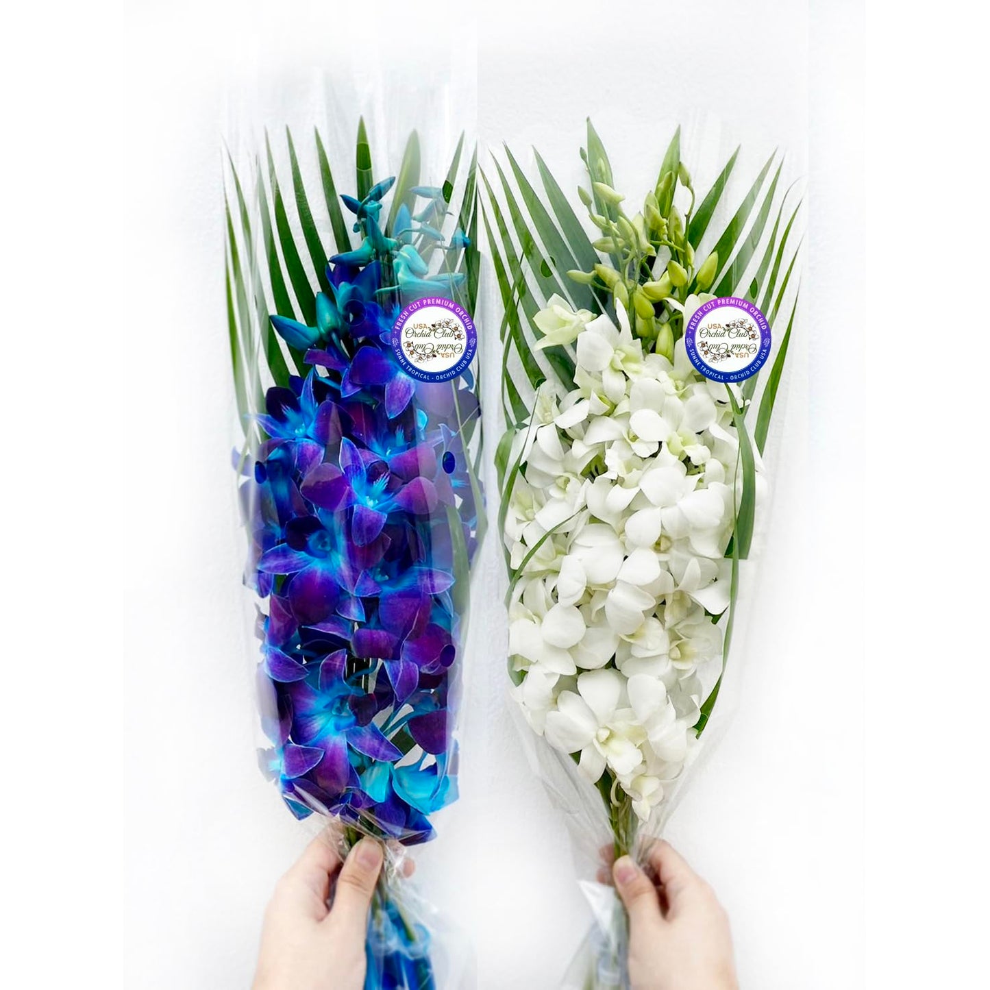 Sunne Tropical OrchidClub USA Fresh Cut Flowers Dendrobium Orchids (10 stems Blue & White)