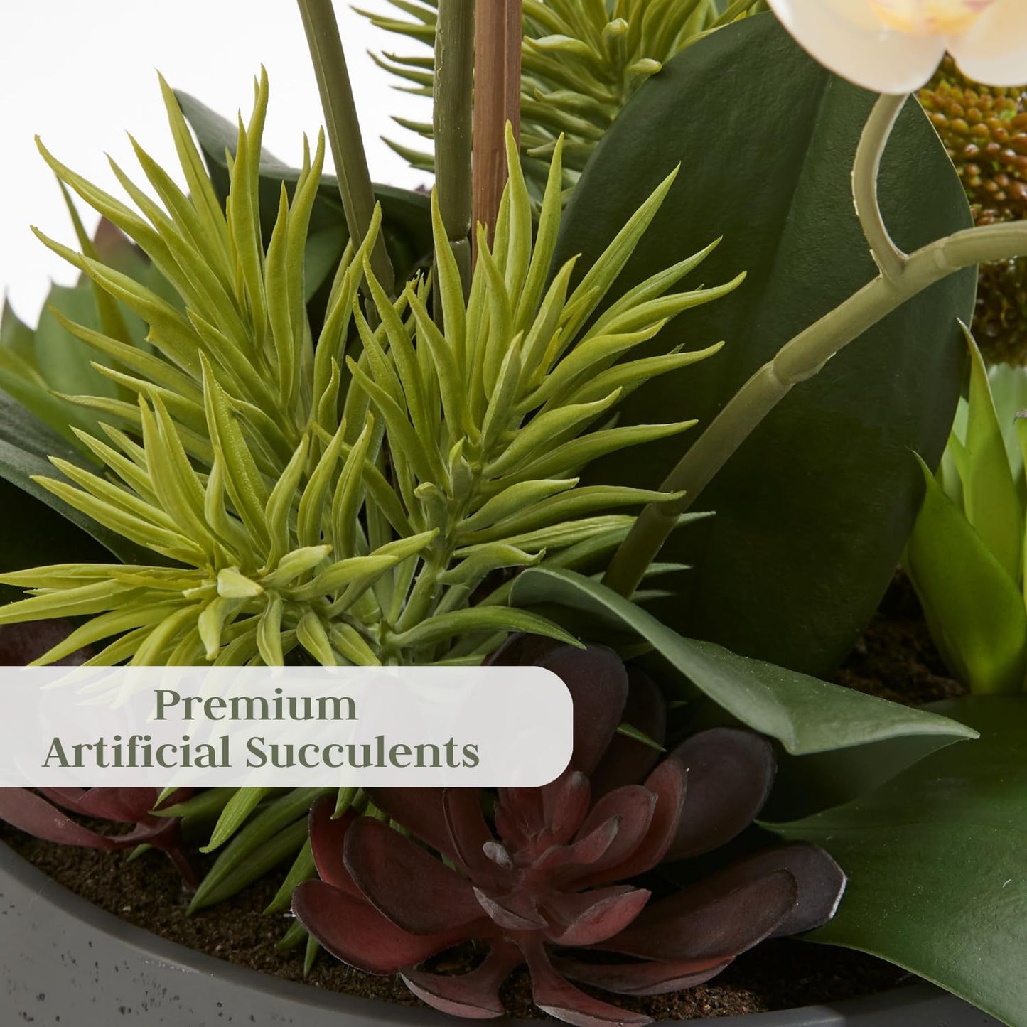 Cg Hunter Faux Orchid Plant W/Succulents, Premium Artificial Indoor Flower Display Stands 24    W/Beautiful Sculptural Blooms An