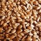 Organic Wheatgrass Seed - Certified Organic Hard Red Wheat By Powergrow (5 Pound)