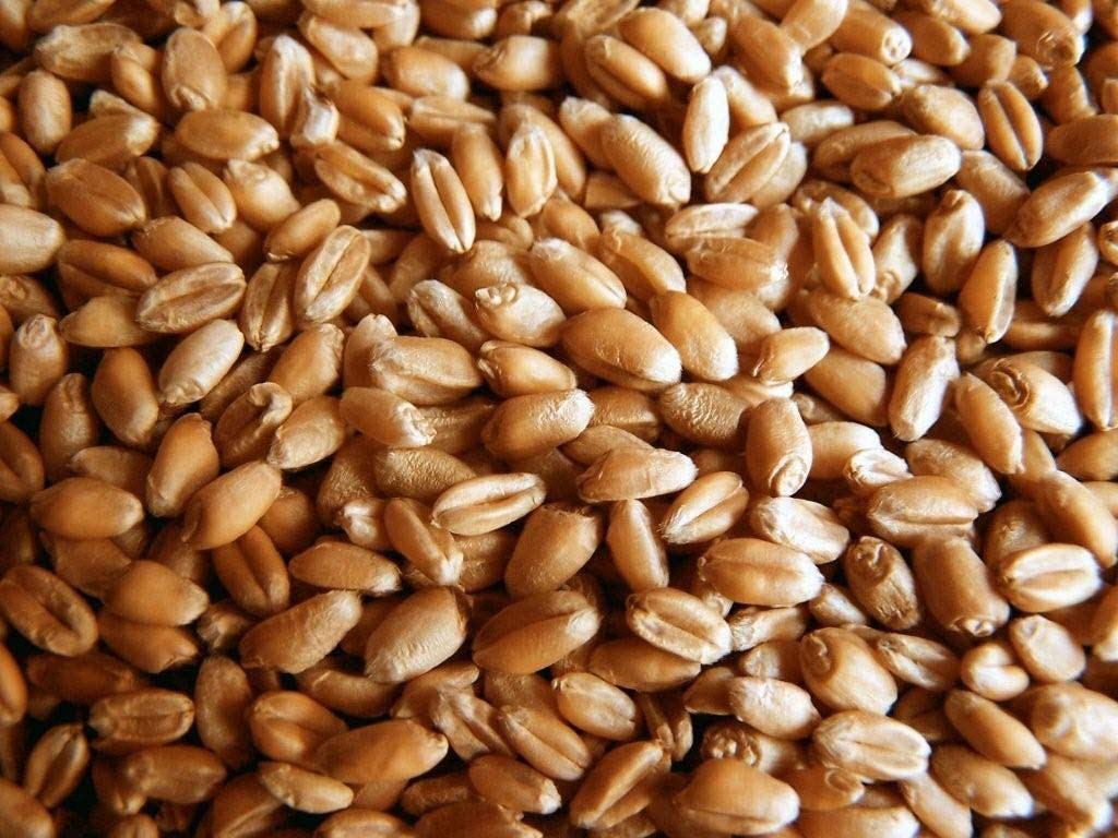 Organic Wheatgrass Seed - Certified Organic Hard Red Wheat By Powergrow (5 Pound)