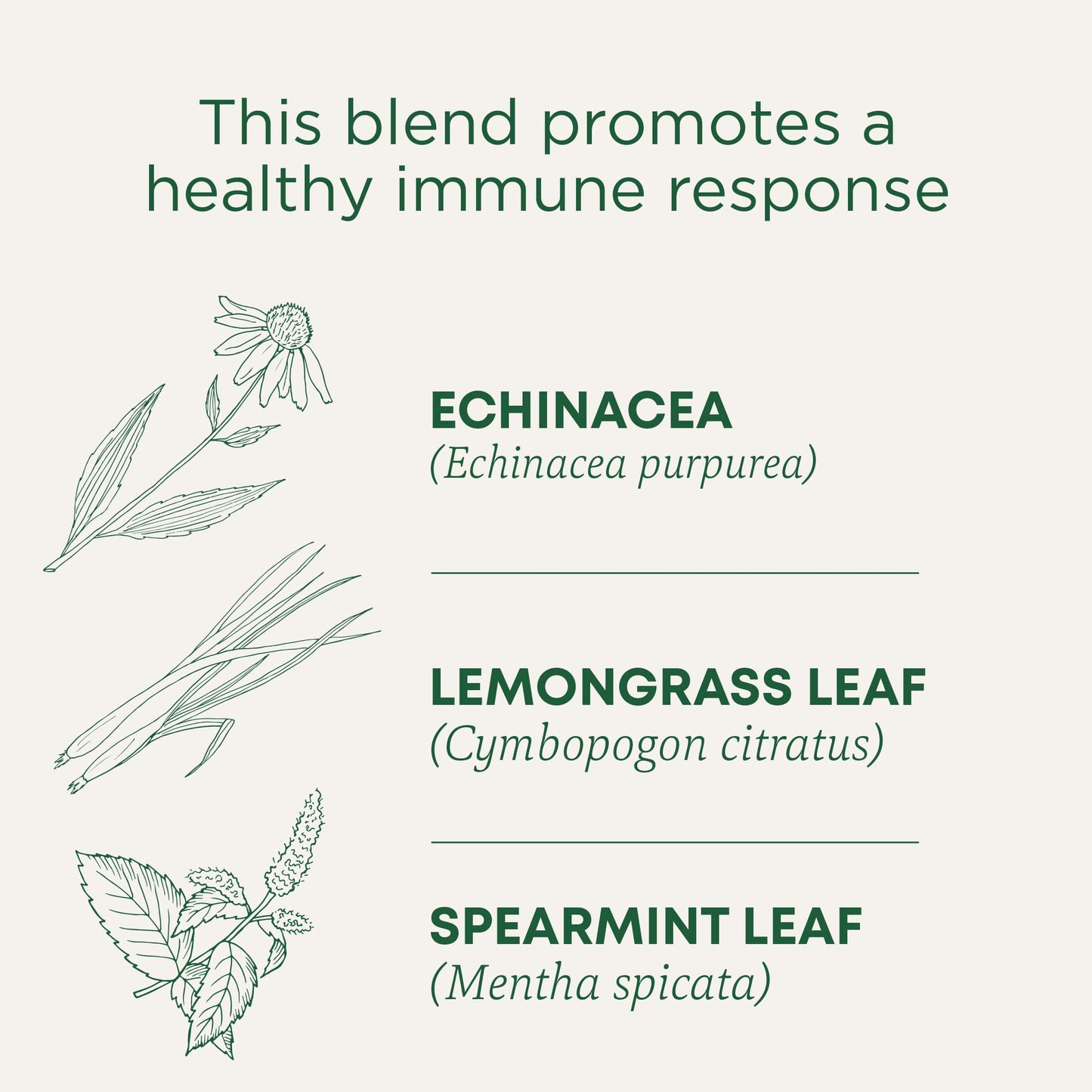 Traditional Medicinals Organic Echinacea Plus Tea, 16 Count (Pack of 6), Promotes Immune Function, with Spearmint