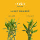 Costa Farms Lucky Bamboo Plant, Easy To Grow Live Houseplant In Indoor Bamboo Pot, Potting Mix, Growers Choice, Birthday Gift, Home, Office, Plant Shelf Zen Room Decor, 12-Inches Tall