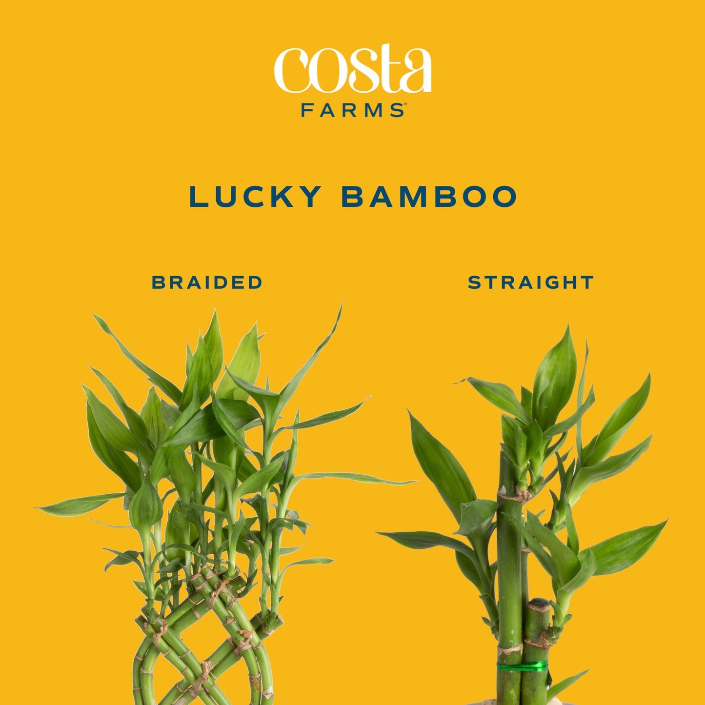Costa Farms Lucky Bamboo Plant, Easy To Grow Live Houseplant In Indoor Bamboo Pot, Potting Mix, Growers Choice, Birthday Gift, Home, Office, Plant Shelf Zen Room Decor, 12-Inches Tall