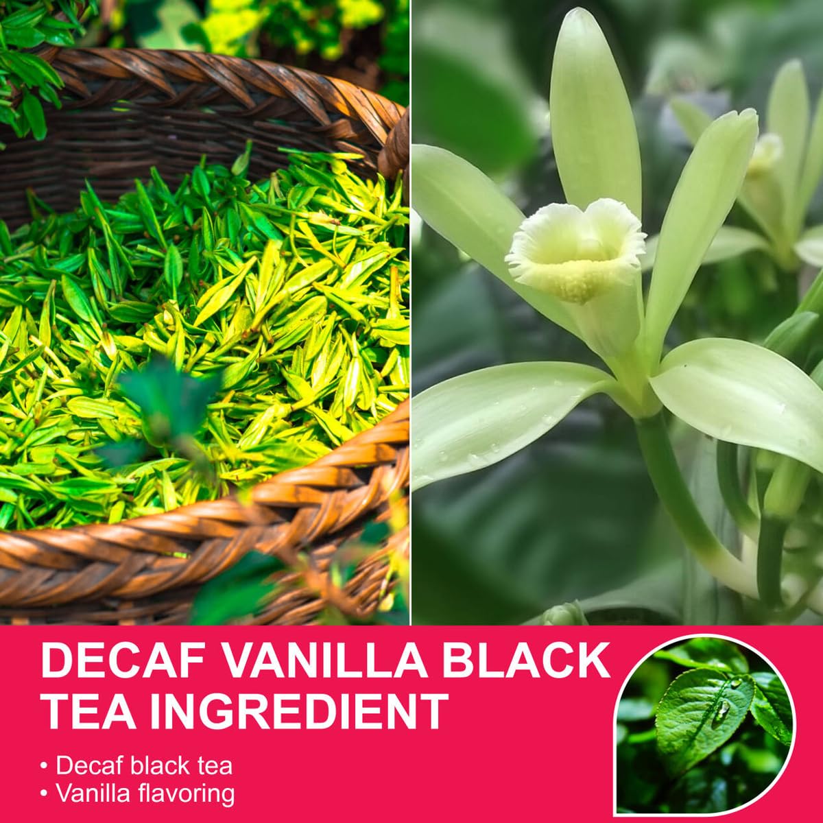 WT WEETEE Organic Decaf Black Tea with Vanilla Flavor, 50 Count Tea Bags