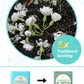 Essencesip Organic Jasmine Green Tea Loose Leaf  4oz Tin - Scented 5x with 6 000 Fresh Jasmine Blossoms  Low Caffeine  Antioxidant-Rich
