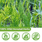 ULTHMOK Premium Horsetail Tea Bags, 100% Natural Herb, Caffeine Free, 100 Count