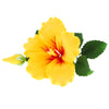 Global Sugar Art Hibiscus Sugar Cake Flowers Spray, Yellow Hawaiian Cake Flower Large. 1 Count By Chef Alan Tetreault