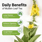 enhanced 60 Mullein Tea Bags For Lungs - 100% Pure Mullein Leaf | For Lung Health & Respiratory Wellness Support | Caffeine Free - No Additives & Non-GMO | Plastic-Free  Plant-Based Tea Bags