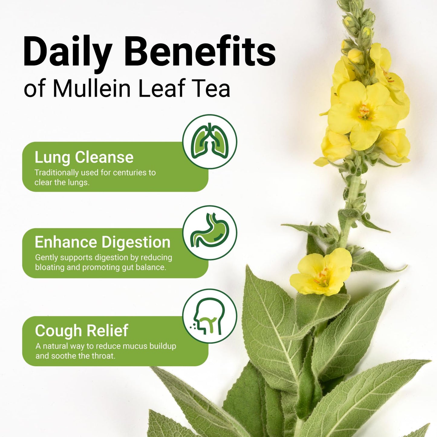 enhanced 60 Mullein Tea Bags For Lungs - 100% Pure Mullein Leaf | For Lung Health & Respiratory Wellness Support | Caffeine Free - No Additives & Non-GMO | Plastic-Free  Plant-Based Tea Bags