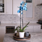 Green Circle Growers Blue Watercolor Orchid in a 5 White Pot, Live Indoor Plants, House Plant