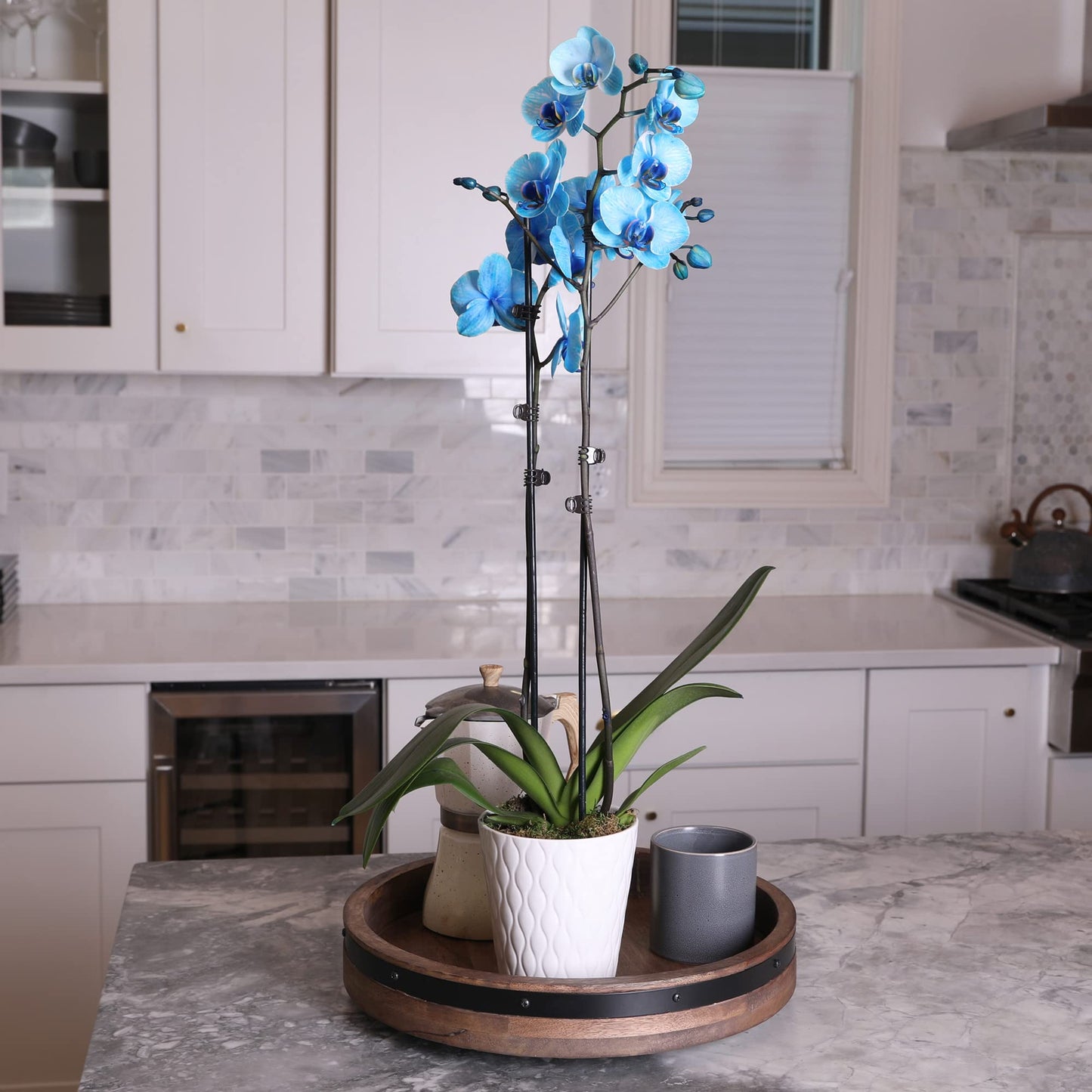 Green Circle Growers Blue Watercolor Orchid in a 5 White Pot, Live Indoor Plants, House Plant
