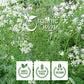 Organic Way Premium Cumin/Jeera Seeds Whole (Cuminum Cyminum) - Adds Flavour & Aroma | Organic & Kosher Certified | Raw, Vegan,