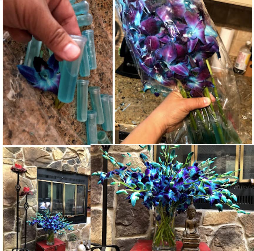 Sunne Tropical Orchidclub Usa Fresh Cut Flowers Dendrobium Orchids (10 Stems Blue)