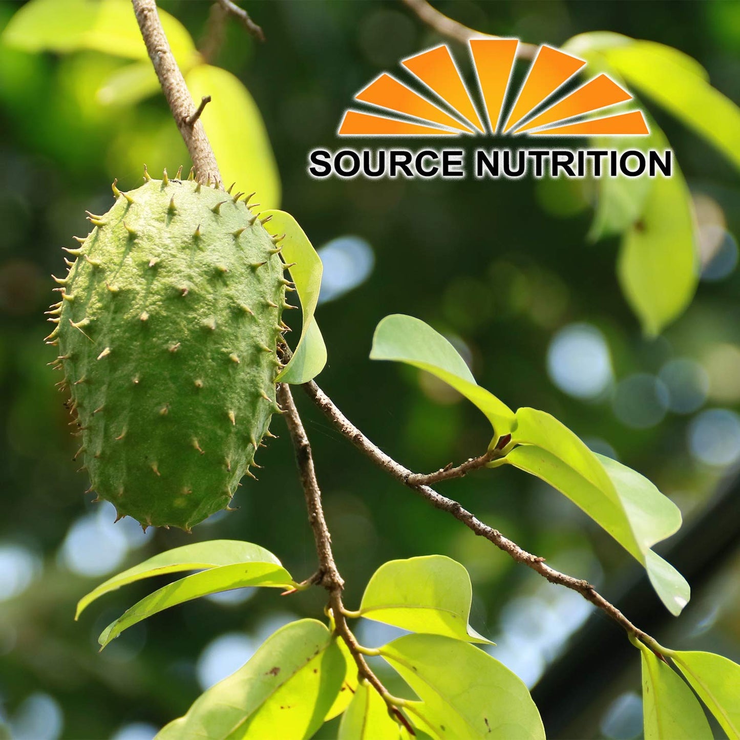 Soursop Tea By Source Nutrition - Pure Graviola Tea, Cut And Sifted Leaves, High In Acetogenins - 30 Tea Bags With Resealable Pouch (Soursop Tea)