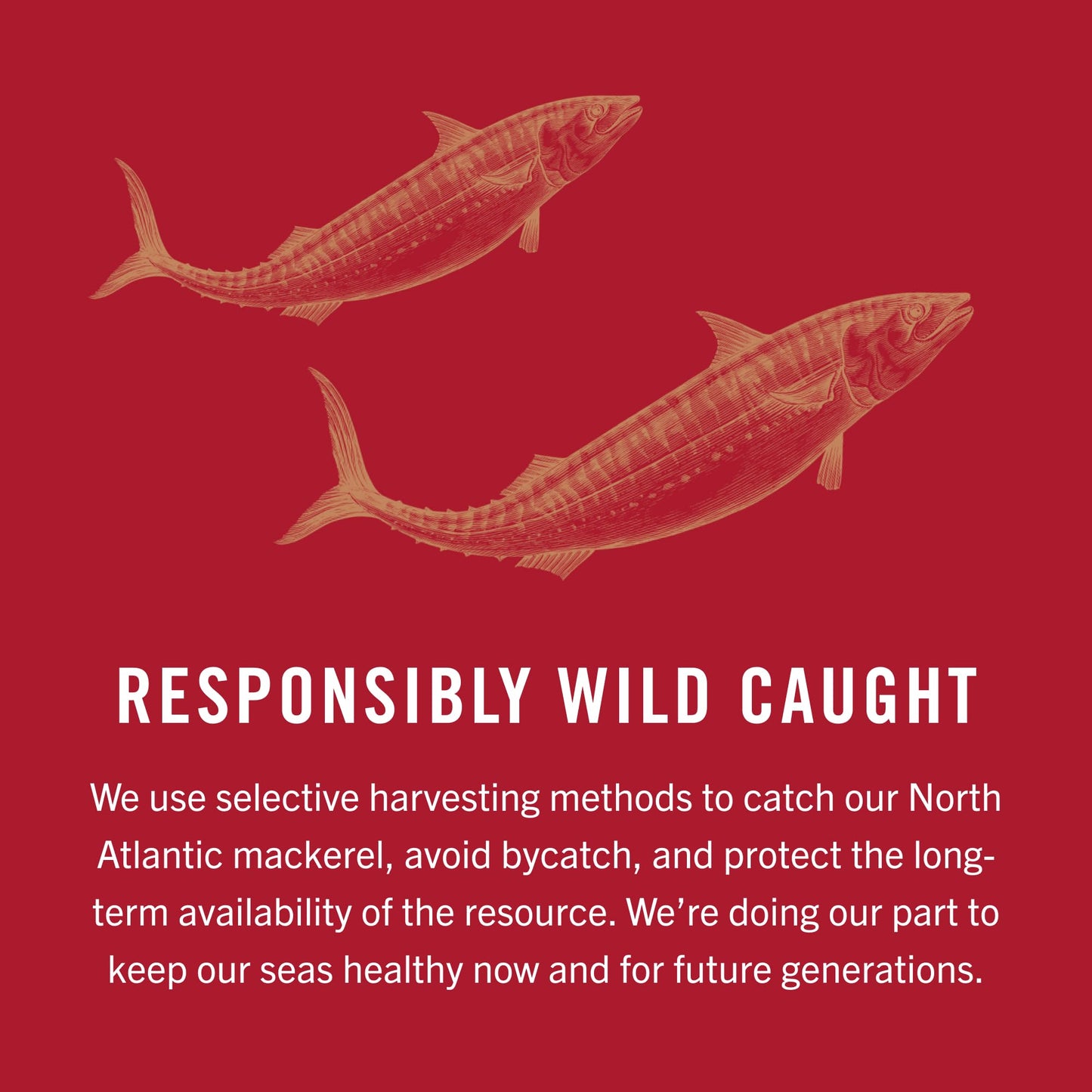 King Oscar Mackerel in Sweet Thai Chili Sauce  4.05 Ounce Can (Pack of 12)  Skinless & Boneless  Wild Caught Canned Mackerel