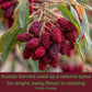 SavorSatch Ground Sumac - 4oz Resealable Pouch | Certified Kosher  GMO Free  Allergen-Free | Tangy  Deep Red Spice for Middle Eastern Cooking  Salads  and Meats | Product of Turkey
