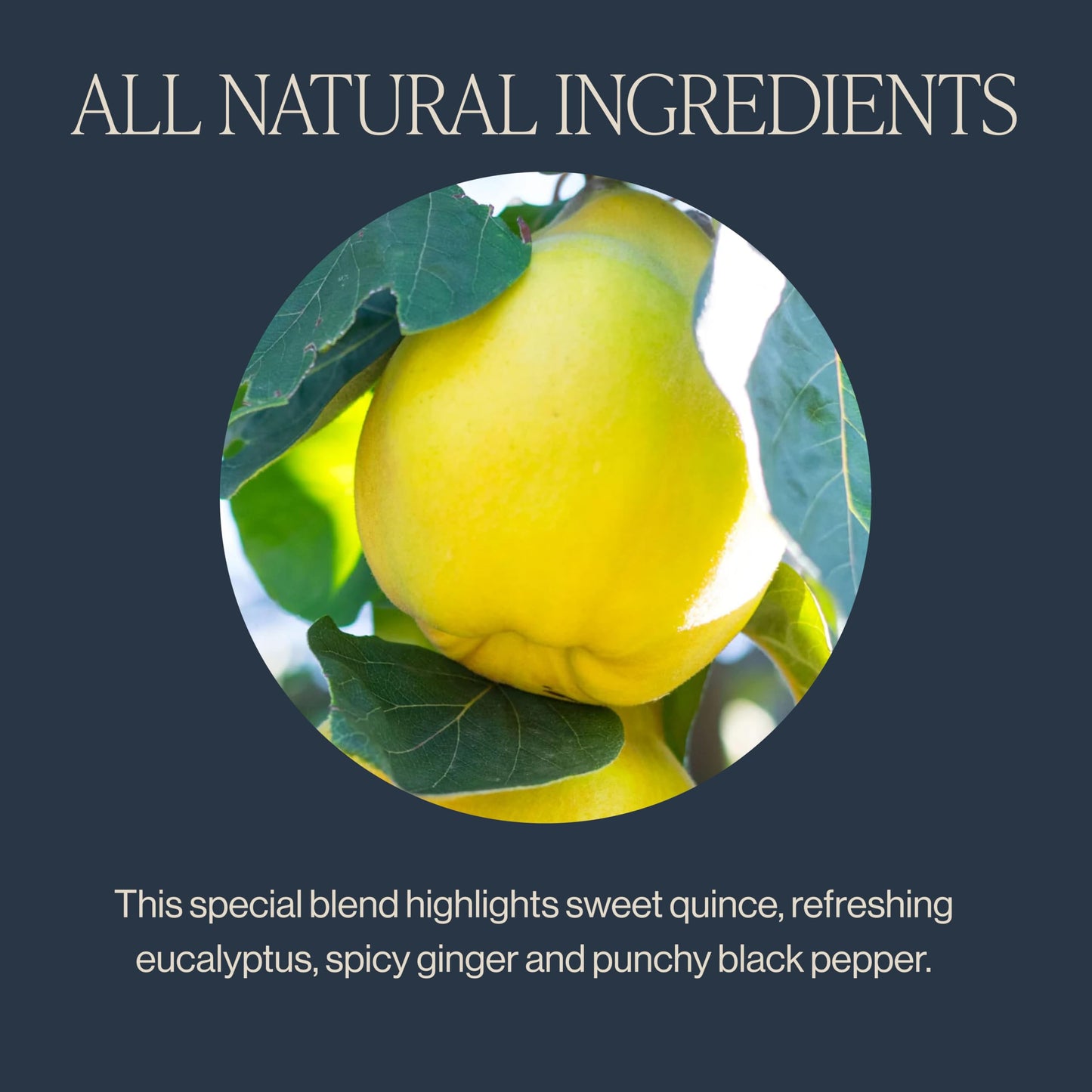 Rishi Tea Quince Eucalyptus Herbal Tea - Organic, Caffeine Free, 15 Count Sachet Bags, Direct Trade