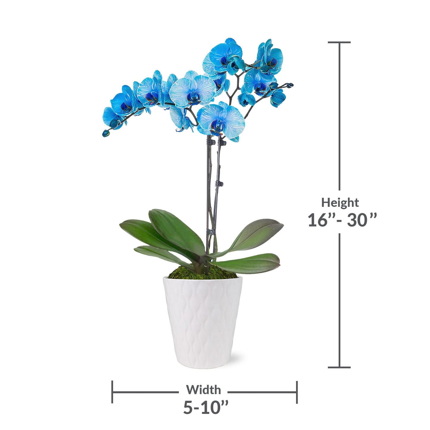 Green Circle Growers Blue Watercolor Orchid in a 5 White Pot, Live Indoor Plants, House Plant