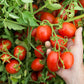Mutti Tomato Puree With Basil (Passata Con Basilico), 24.5 Oz. | Italys #1 Brand Of Tomatoes | Fresh Taste | Vegan Friendly & Gl