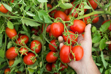 Mutti Tomato Puree With Basil (Passata Con Basilico), 24.5 Oz. | Italys #1 Brand Of Tomatoes | Fresh Taste | Vegan Friendly & Gl
