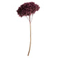 Vickerman Purple Orchid Hydrangea 15" Long Stem, Real Preserved Dried Floral Decor For Wedding, Home Or Everyday Arrangements
