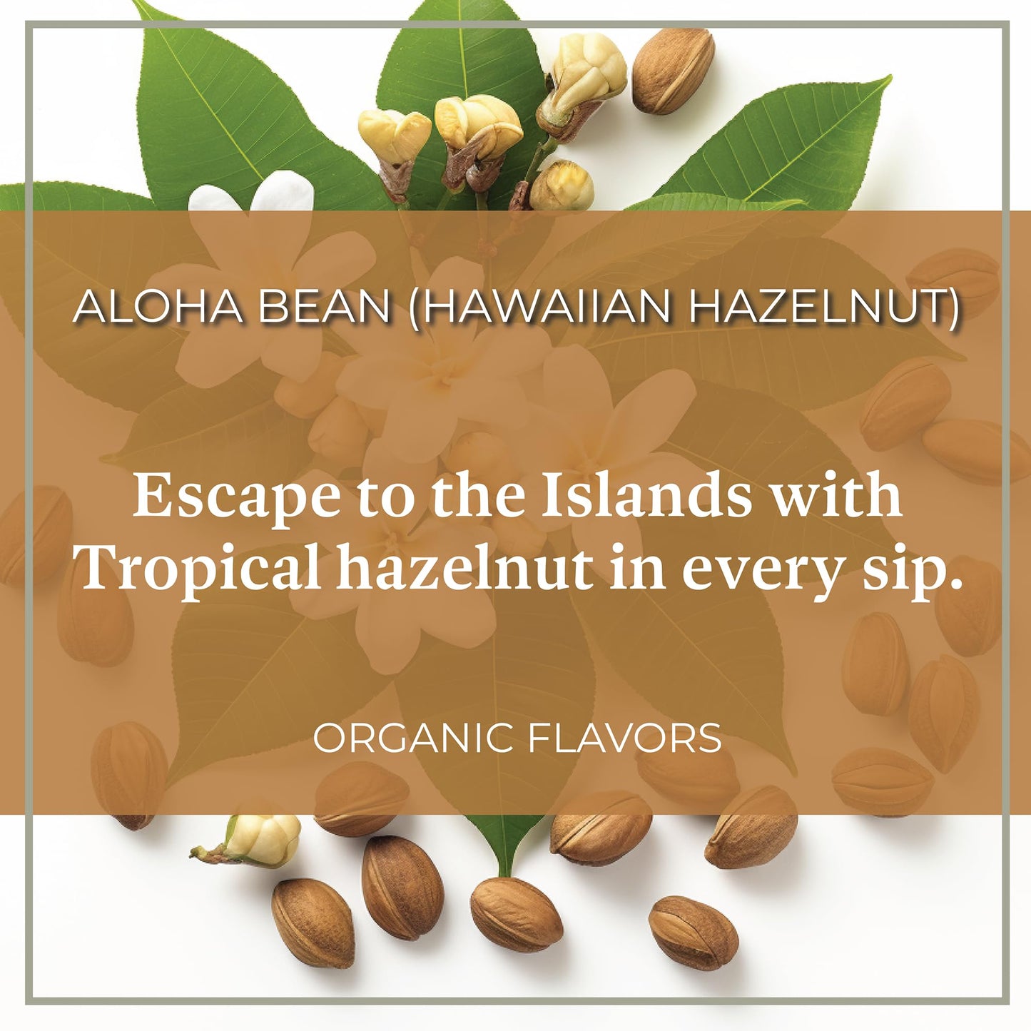 The Bean Organic Coffee Company Aloha Bean (Hawaiian Hazelnut), Medium Roast, Ground Coffee, 16-Ounce Bag,Café Molido Tostado Organico