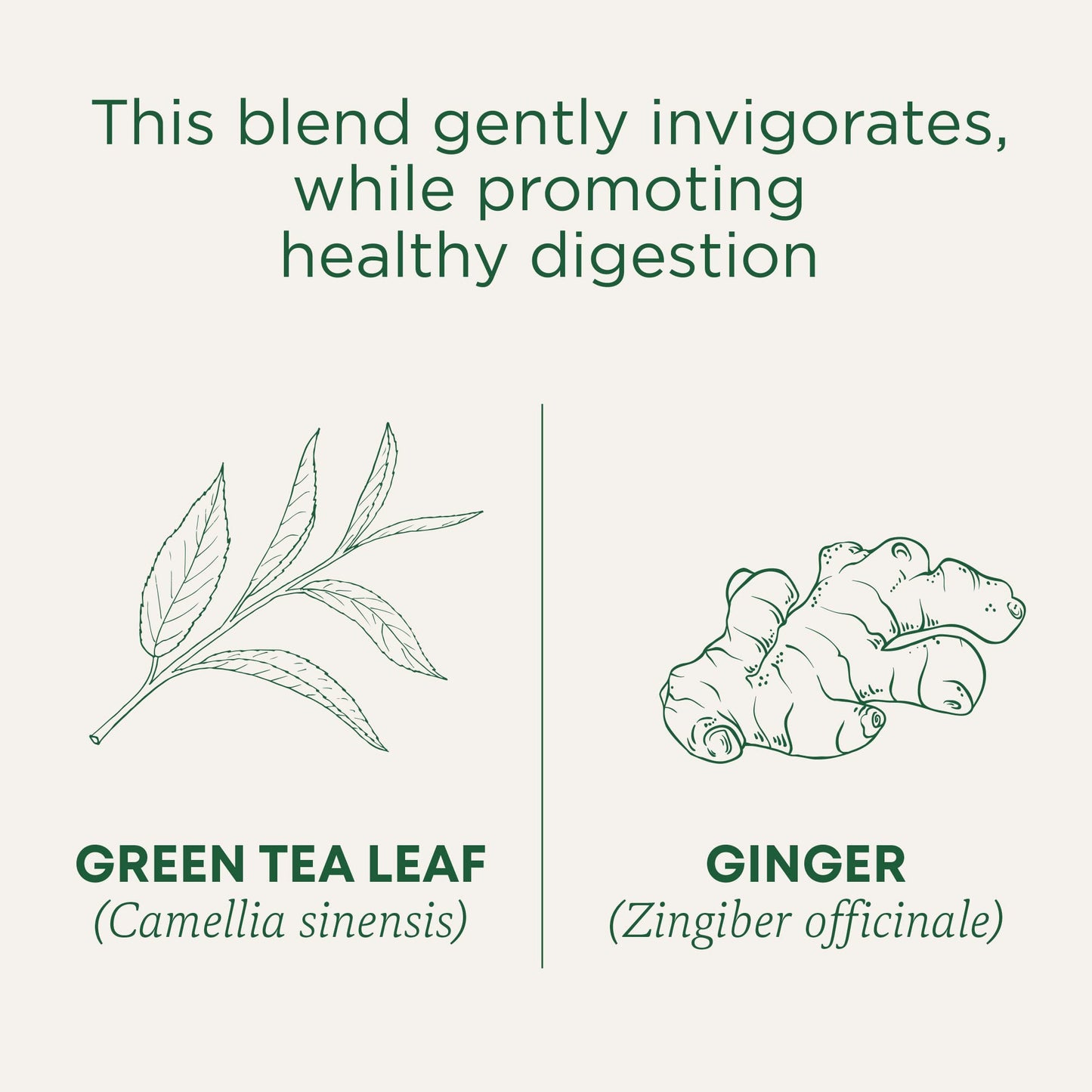 Traditional Medicinals Organic Green Tea with Ginger, 96 Tea Bags, Pack of 6