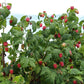 Red Raspberry Leaf From The Mediterranean - Herbal Tea (200+ Cups) - Cut & Sifted Leaves - 16 Oz Resealable Bag (1Lb)